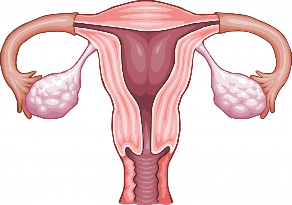 Роль яичников в репродуктивной системе женщины - Book-Science ...